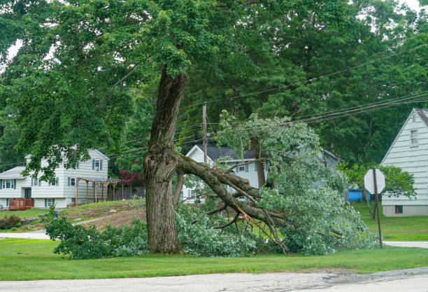 Reliable East Bronson, FL Tree Care  Solutions